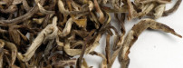 China Jasmin "Silver Sickle"
