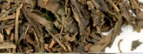 Grüner Tee "Zimtkuss"