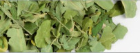 Moringa Kräutertee herbal tea moringa oleifera herbs (2025)